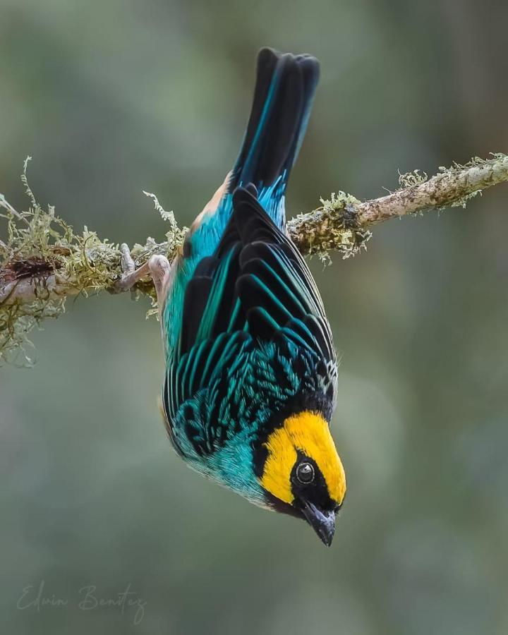 Bosque de Niebla Birding&Nature Cali Exterior foto