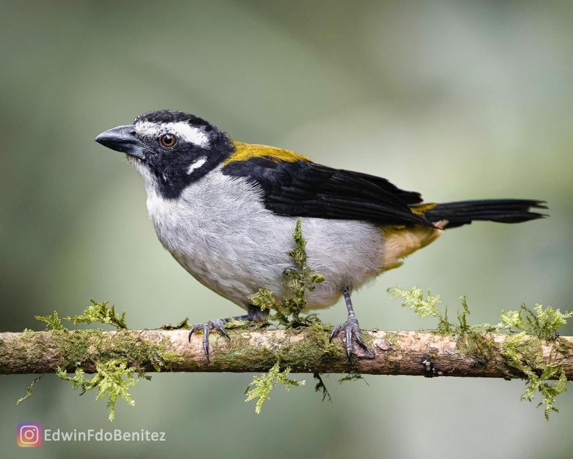 Bosque de Niebla Birding&Nature Cali Exterior foto