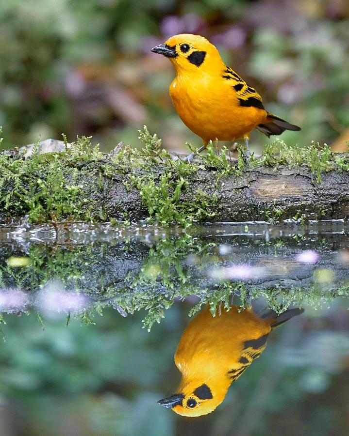 Bosque de Niebla Birding&Nature Cali Exterior foto
