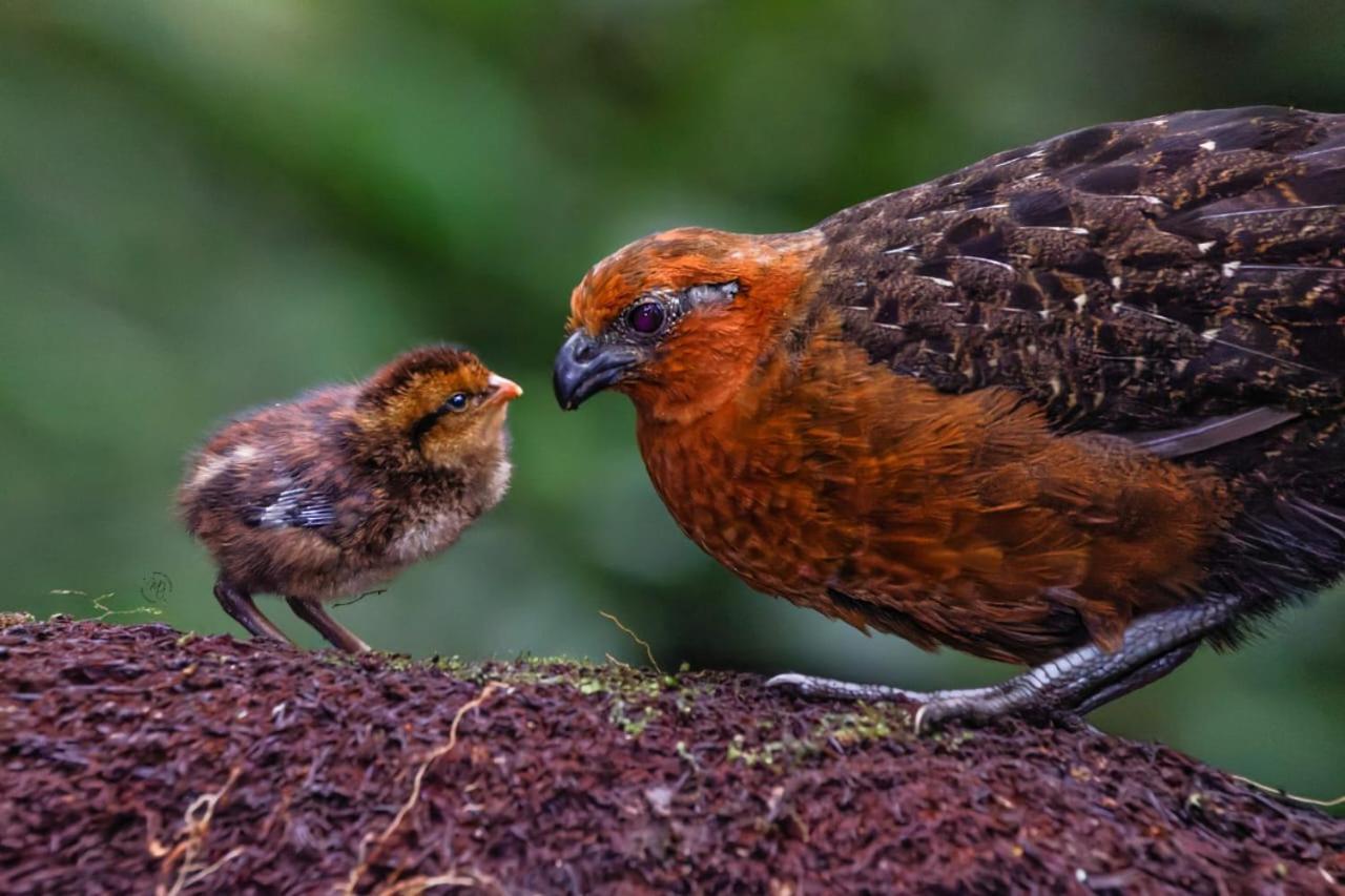 Bosque de Niebla Birding&Nature Cali Exterior foto