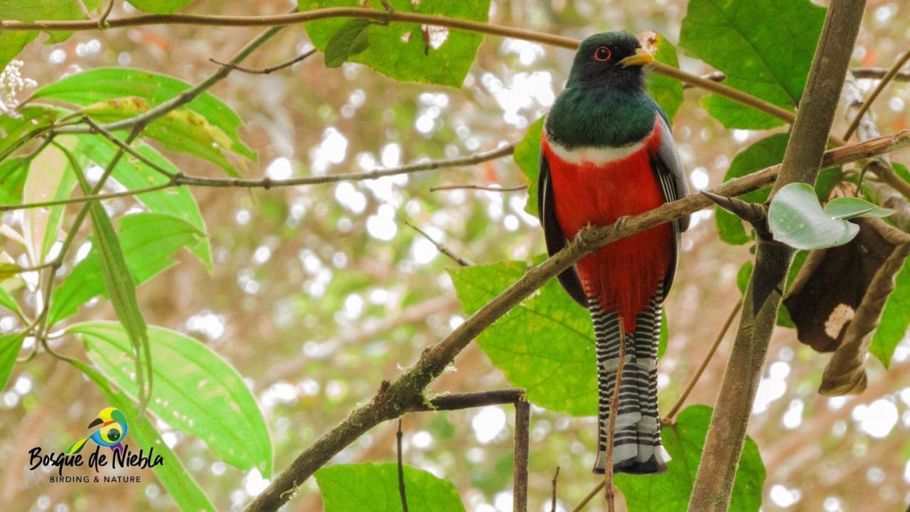 Bosque de Niebla Birding&Nature Cali Exterior foto