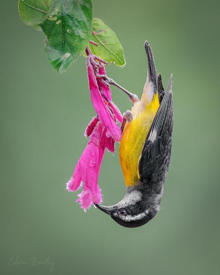 Bosque de Niebla Birding&Nature Cali Exterior foto